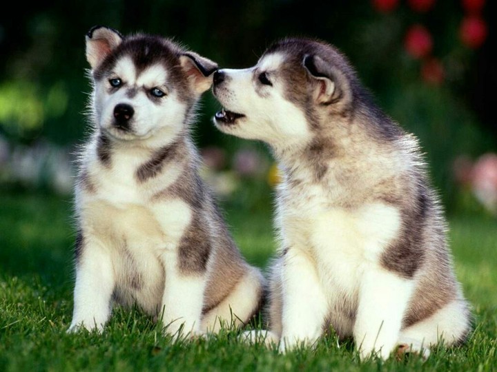cuty