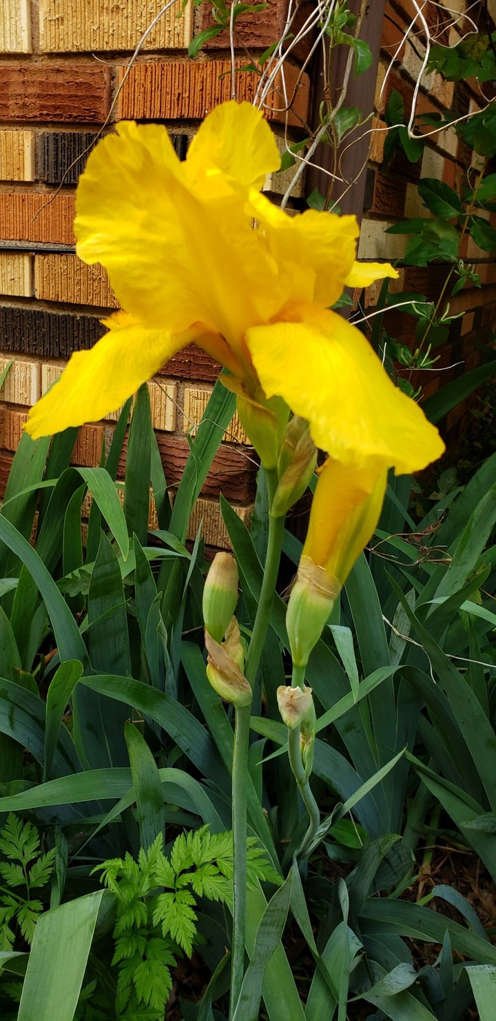 Yellow Iris