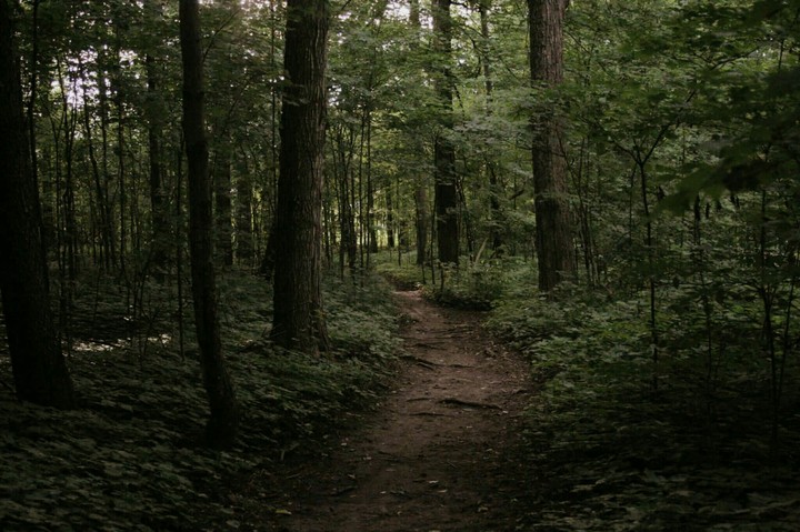 Woods and road