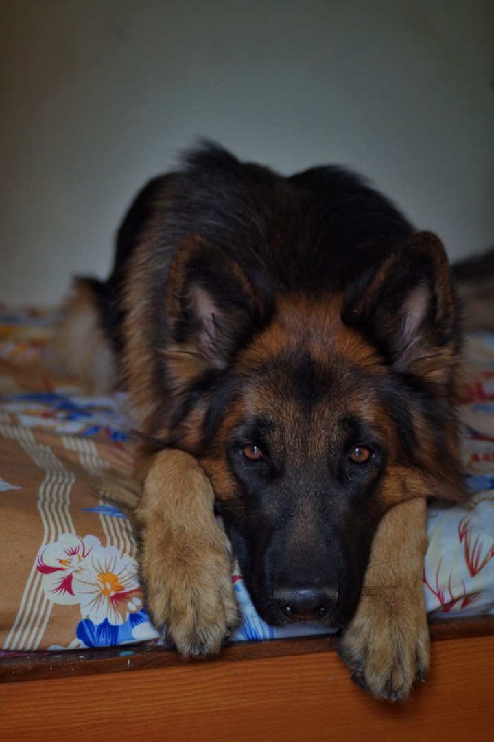 German shepherd angry eyes