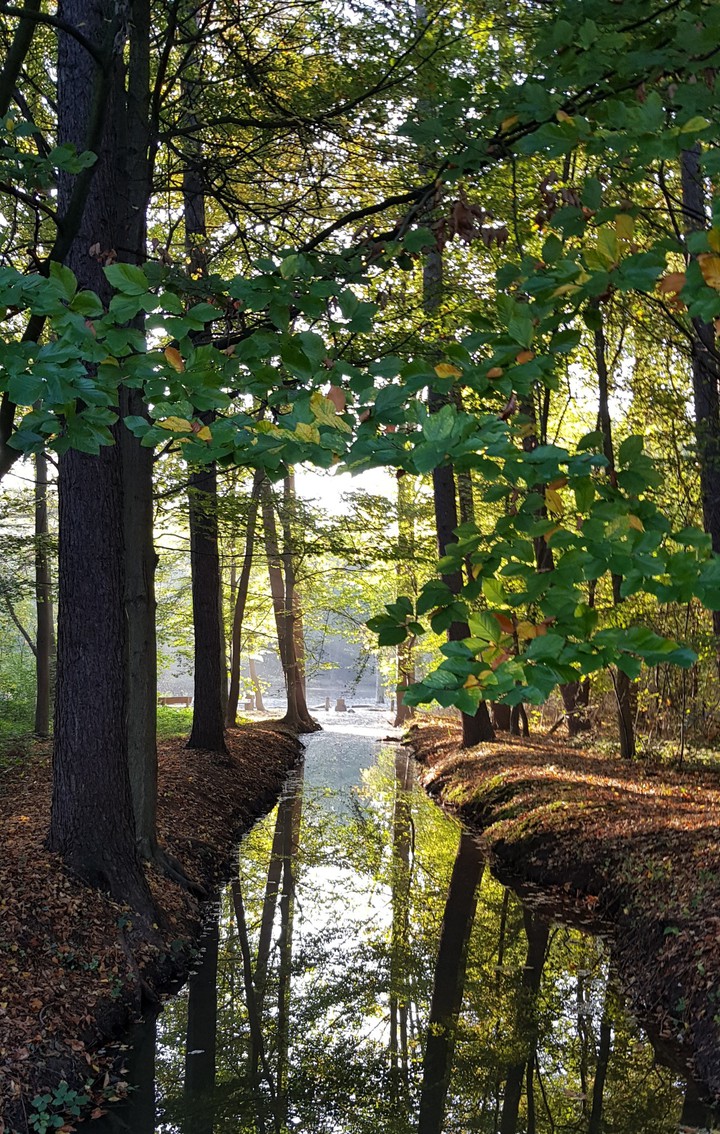 wald