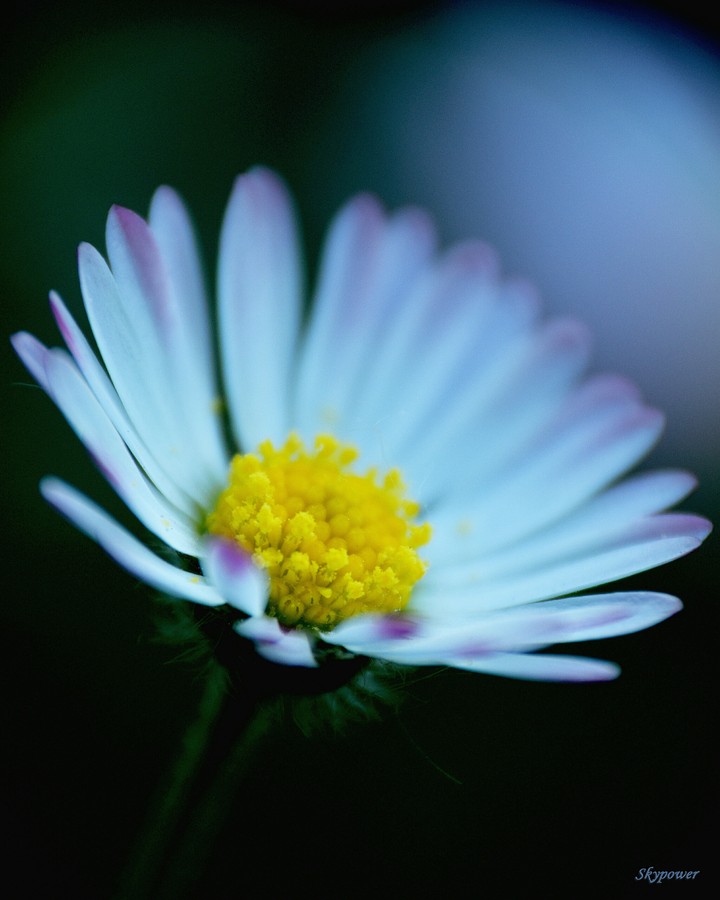 moon-flower close up