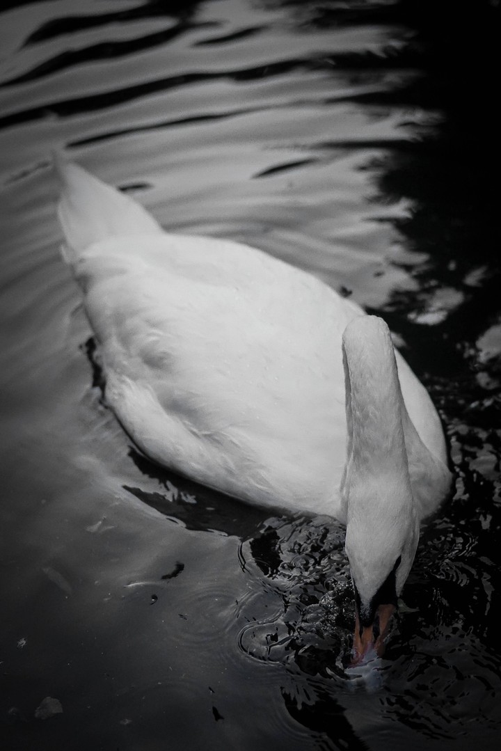 Black Swan