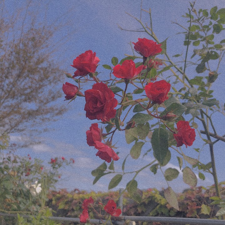DO YOU LIKE ROSE?