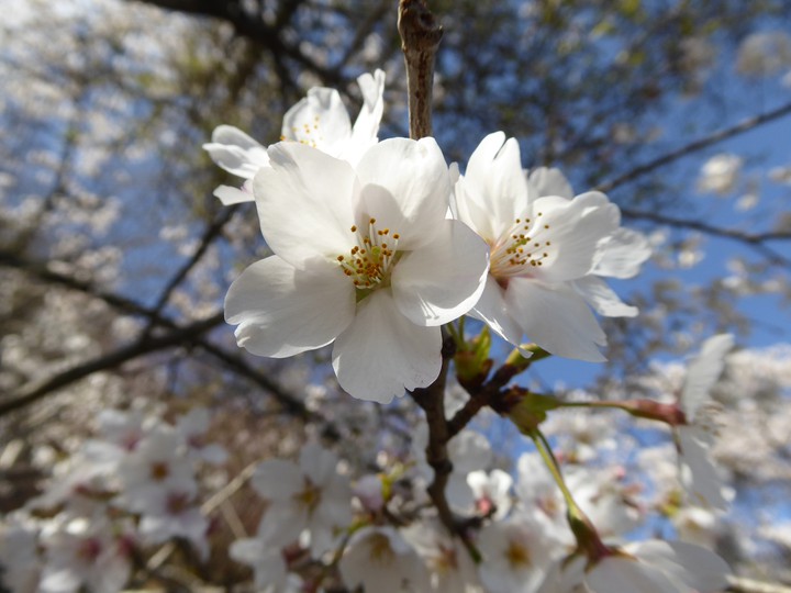 桜