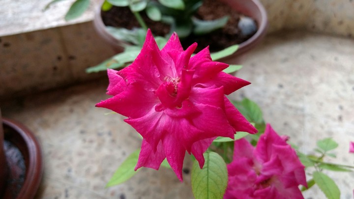 Roses !
