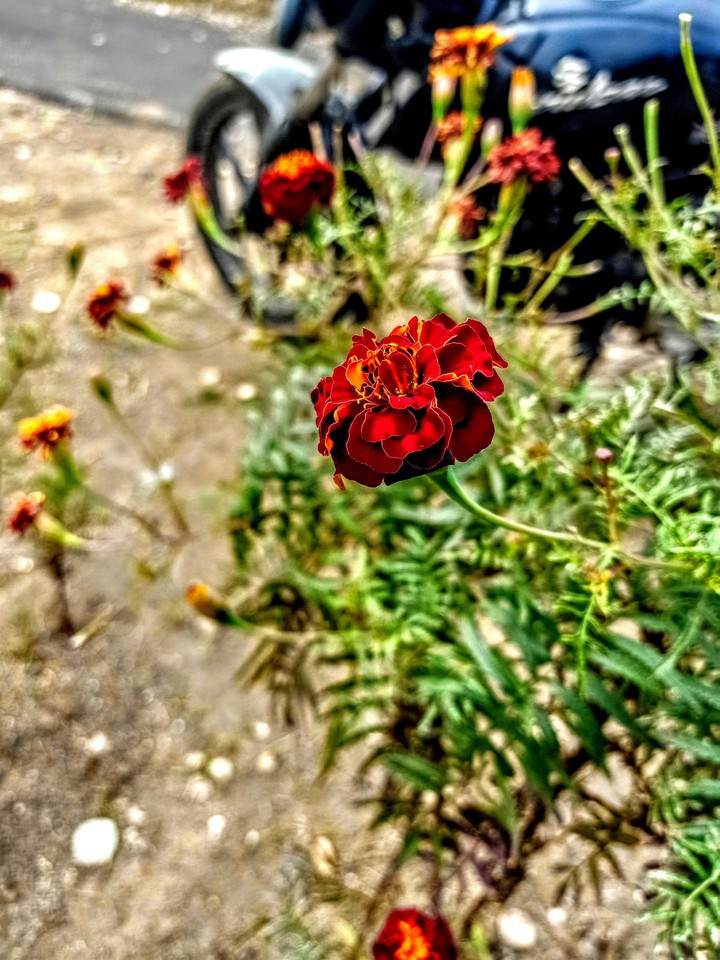 Marrygold flower . My Photography. .