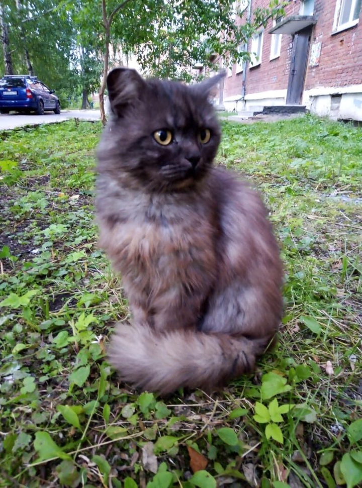 кошка