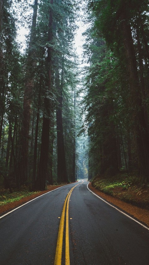 Drive through the forest