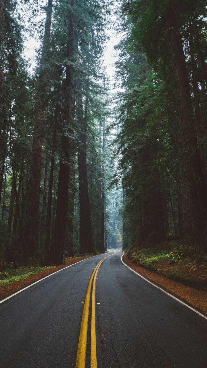 Drive through the forest