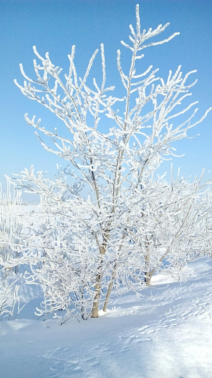 ice bg