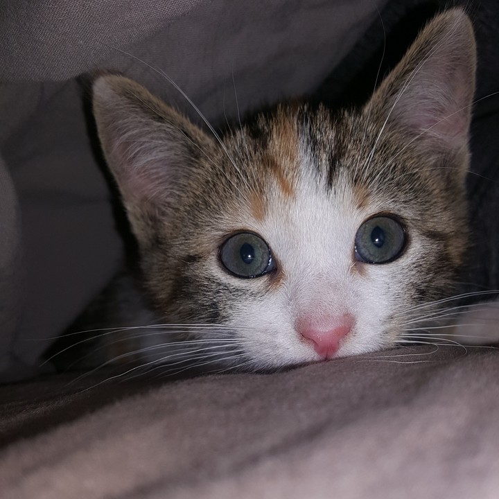 Lolita