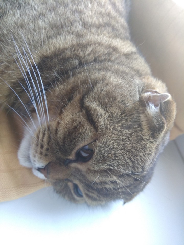 моя любимая кошечка