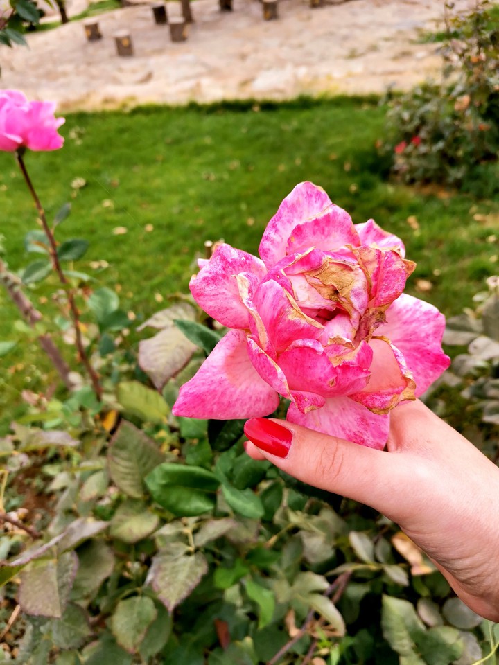 flower