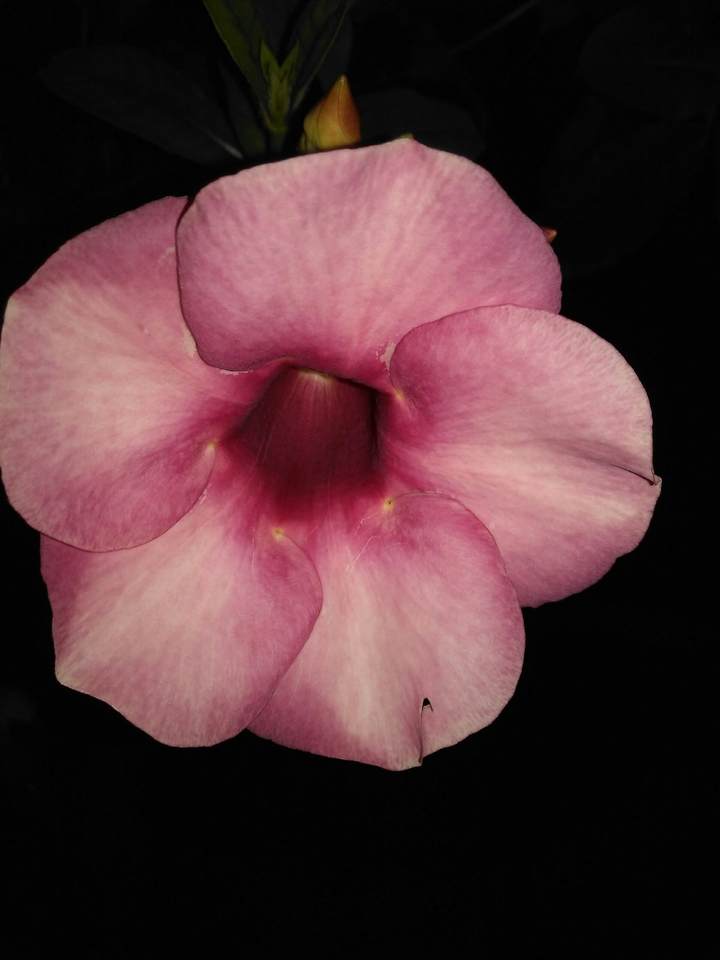 pink flower