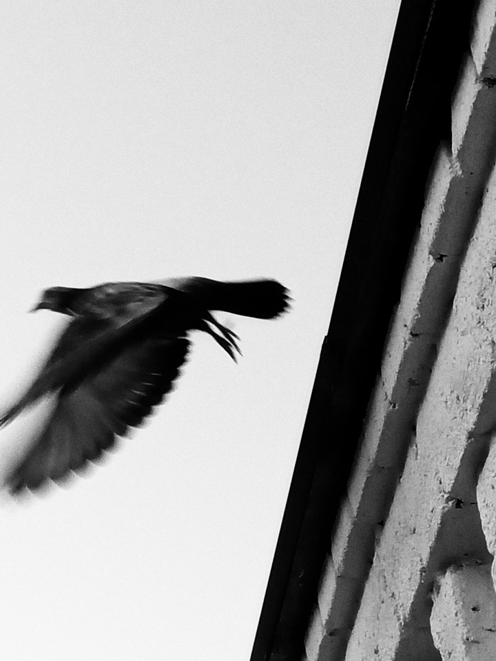 Fly