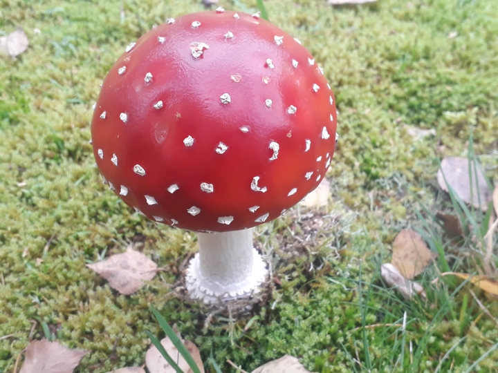 Noch ein ?