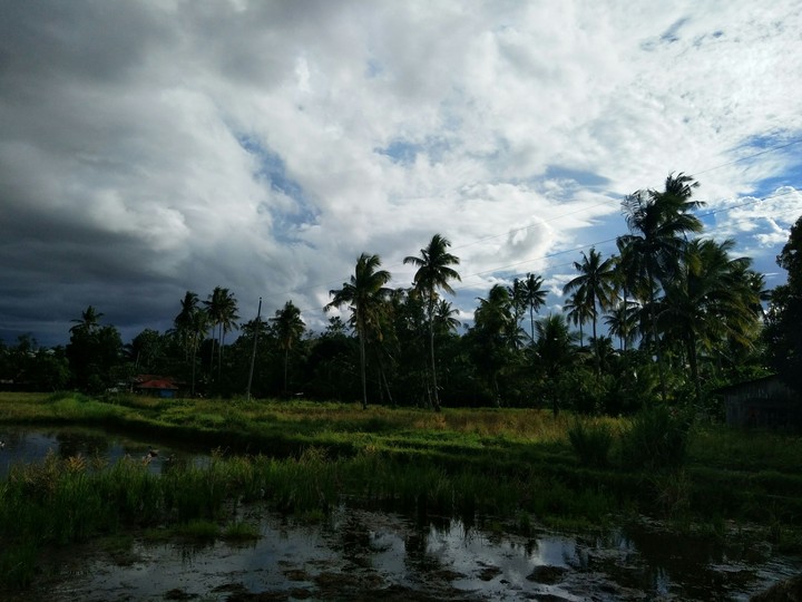Rice fields