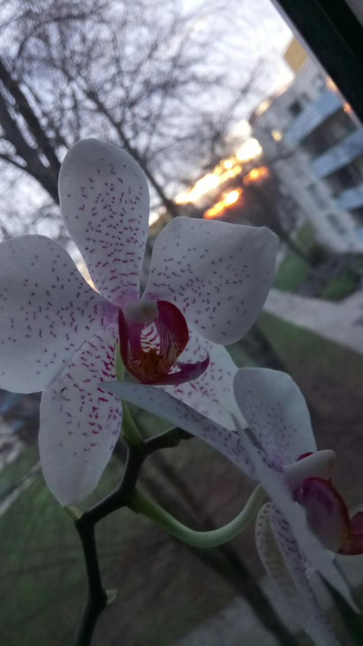 flower