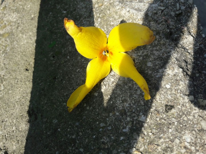 die blume