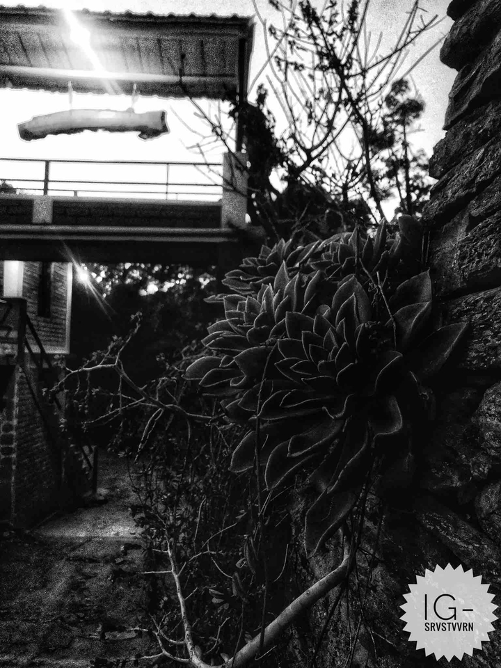The unknown plant