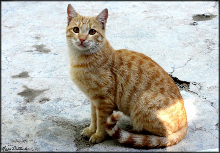 This Cat wanted to become famous! :))