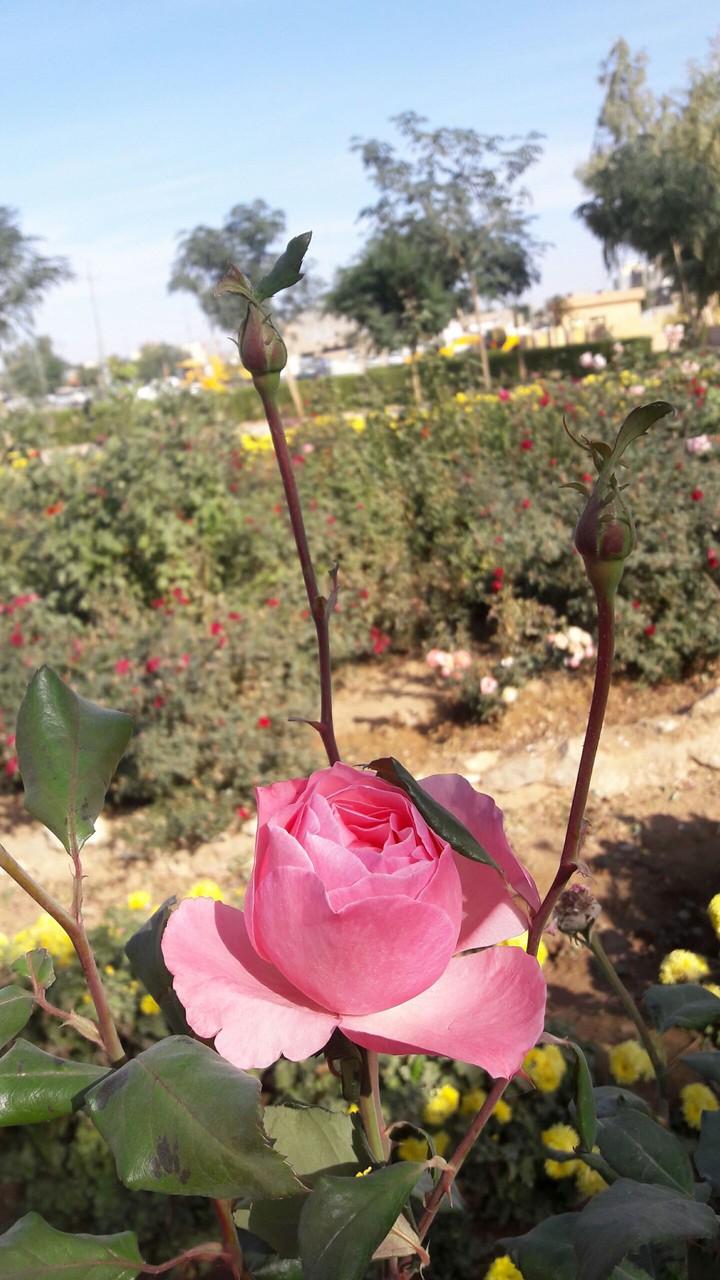 pink rose