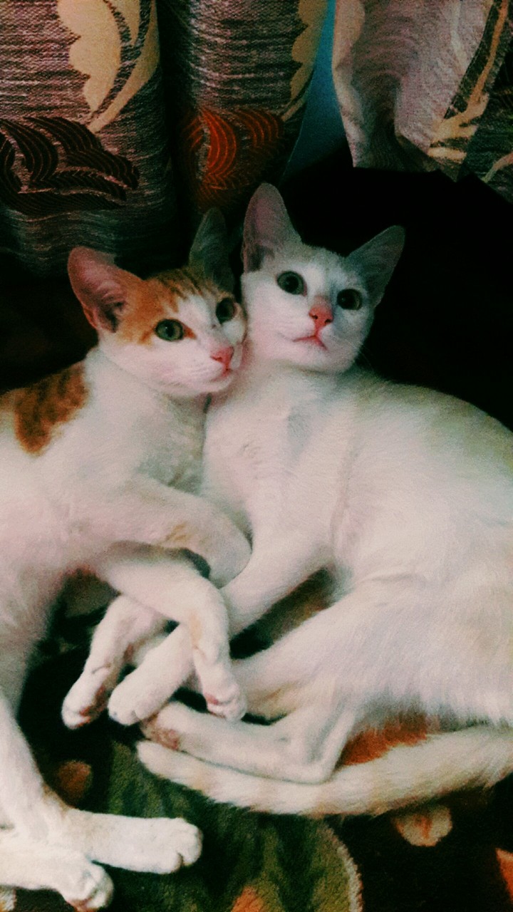 loving cutie
