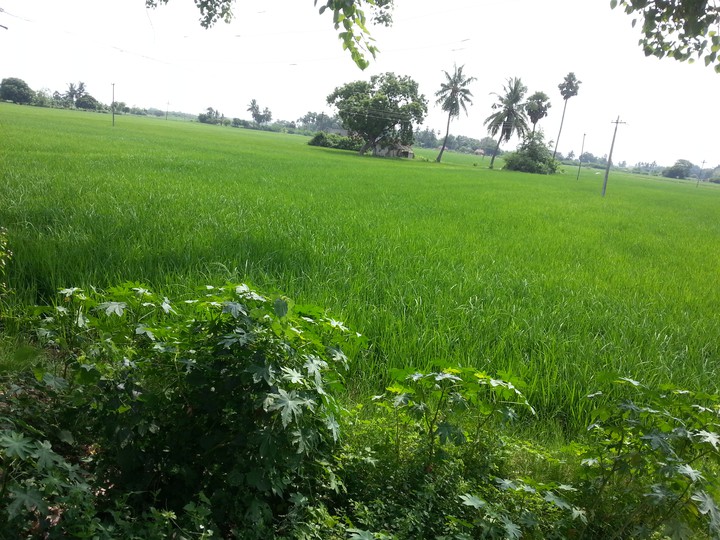 grass