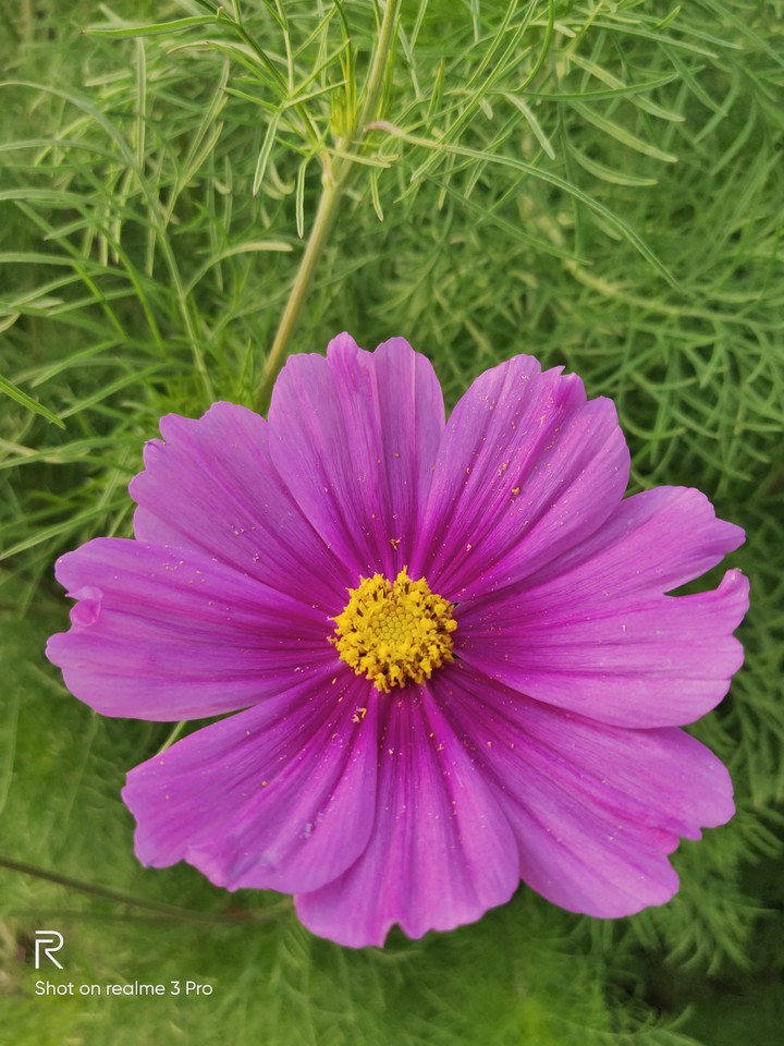 fl