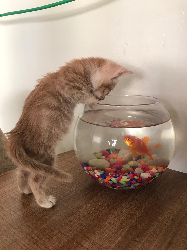 Kedi ve Balık