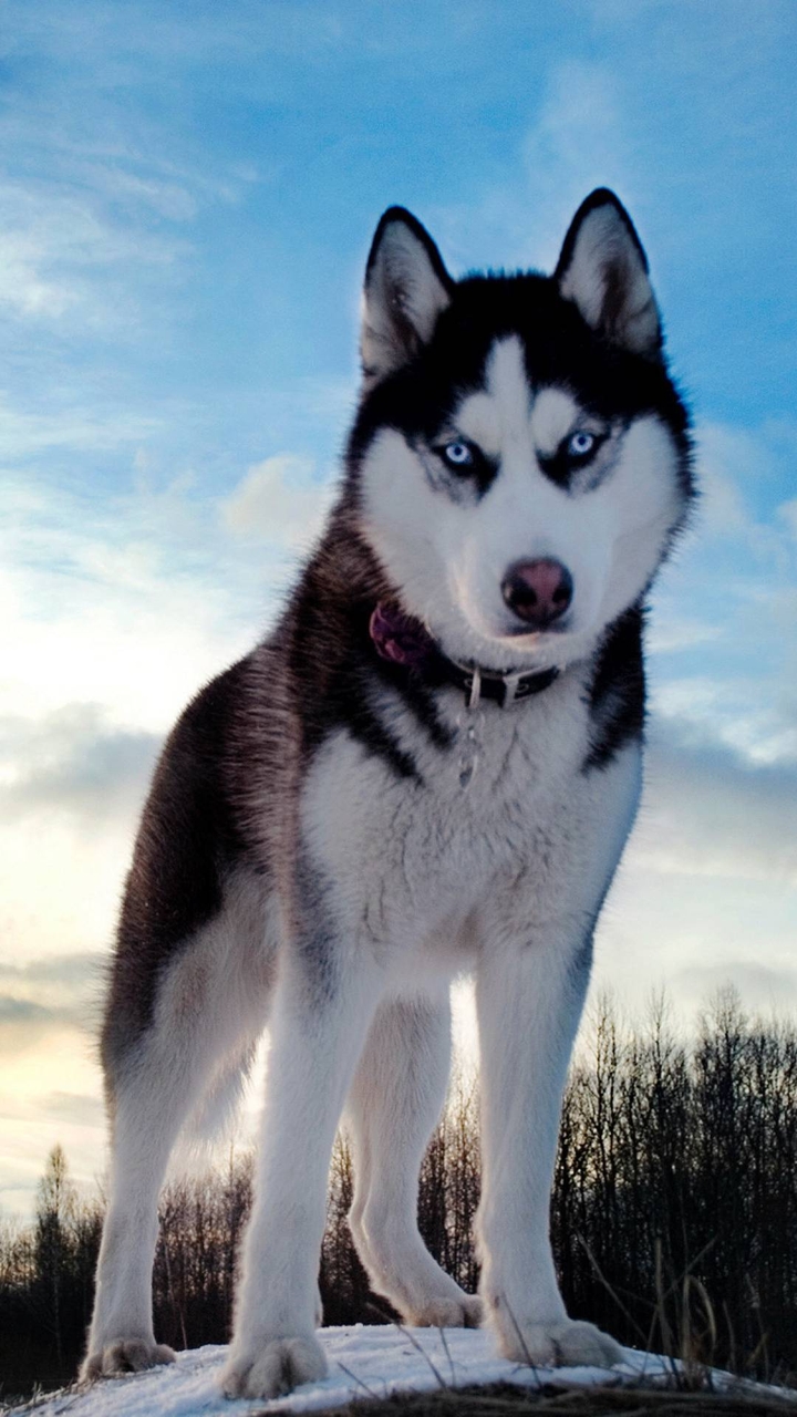 my husky❤