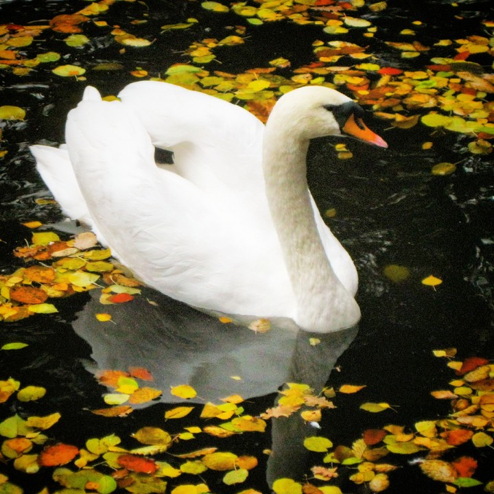 Swan