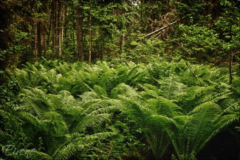 Glade of ferns