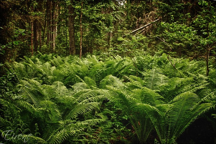 Glade of ferns
