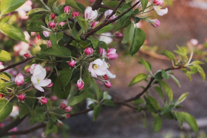tree