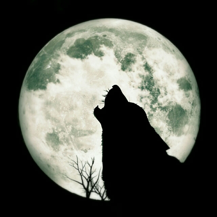 wolf