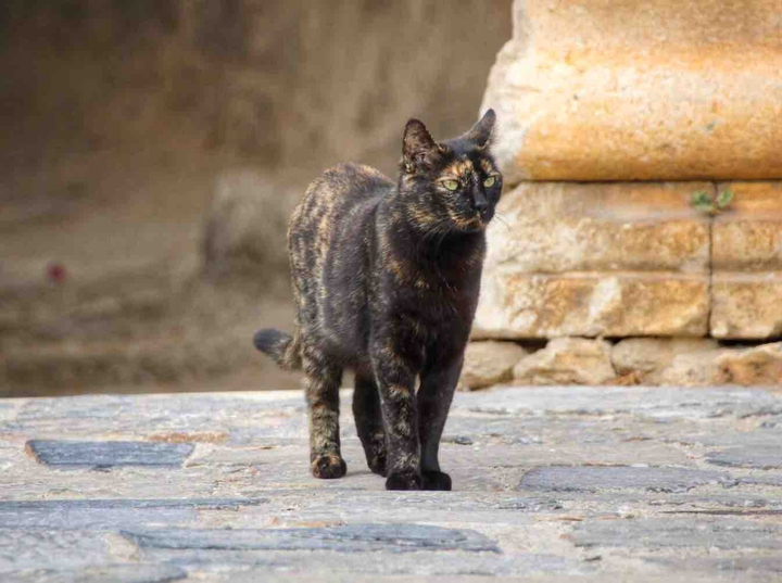 кошечка ?