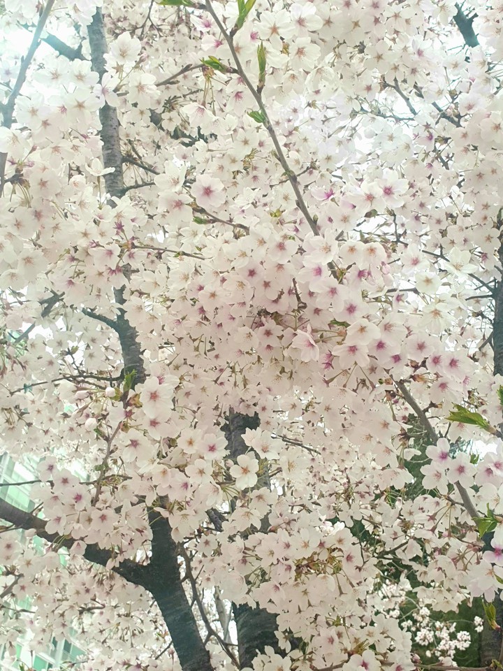 벚꽃