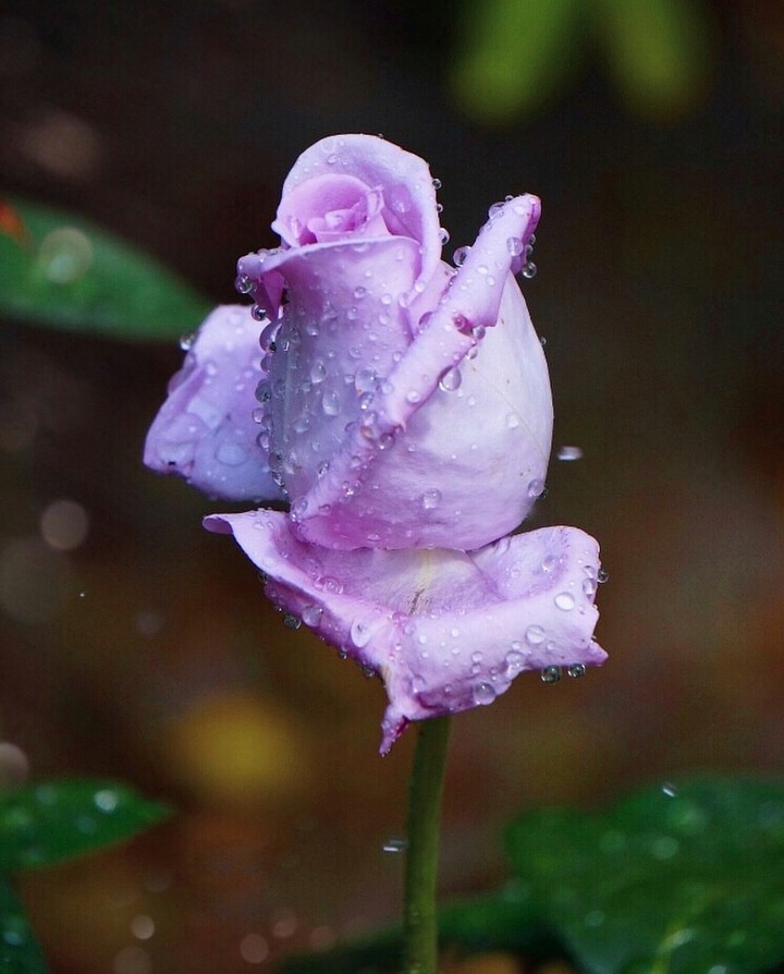 Roses