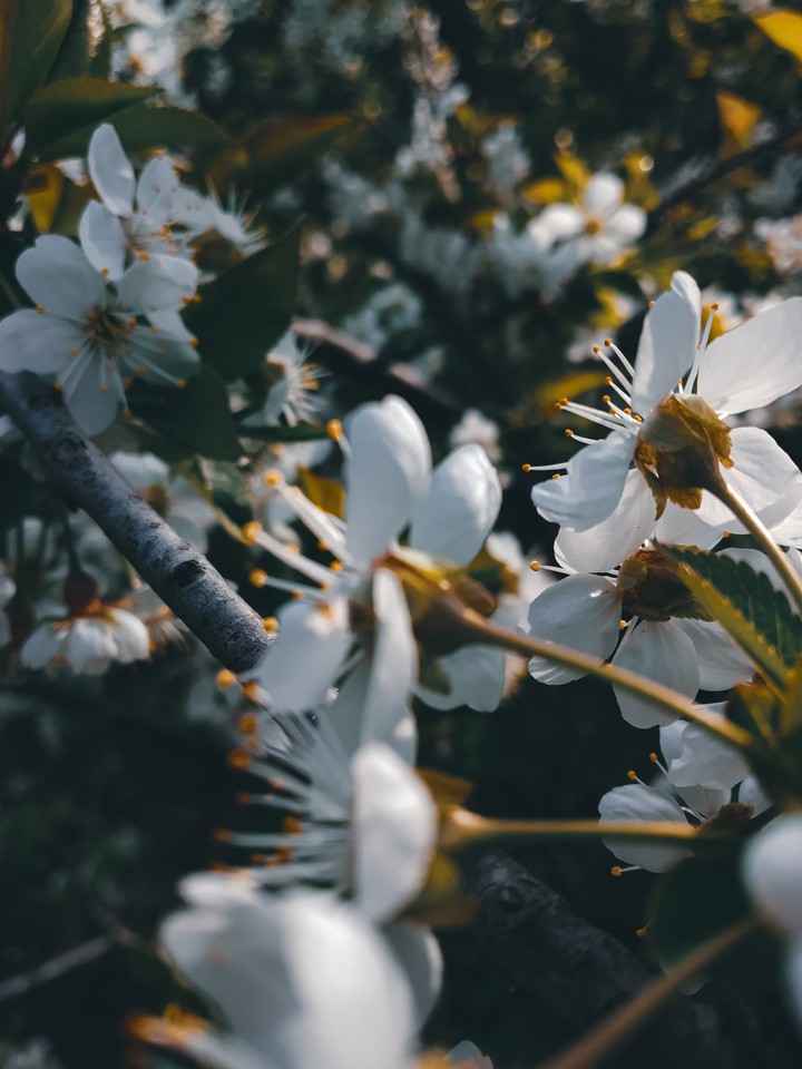 what a spring