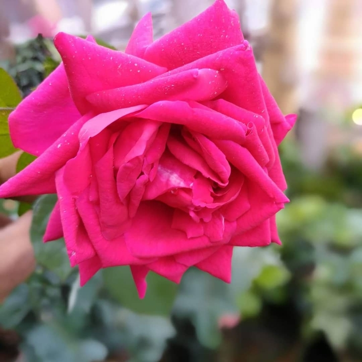 Pink Rose