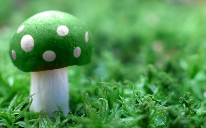 green mushroom
