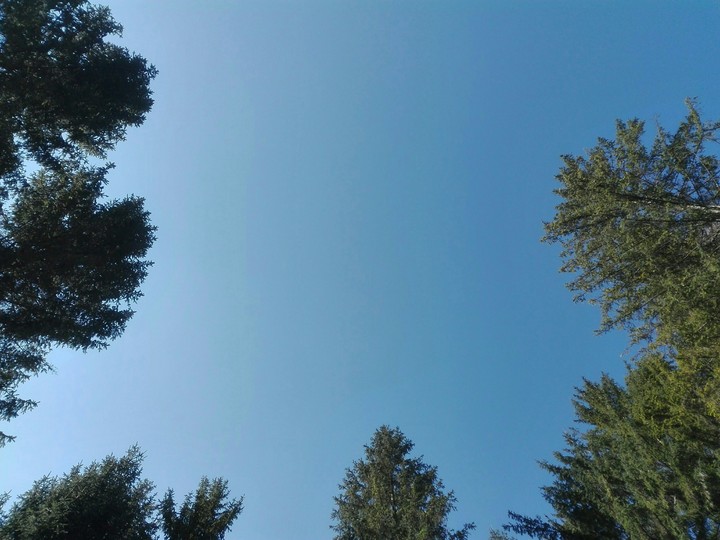 trees