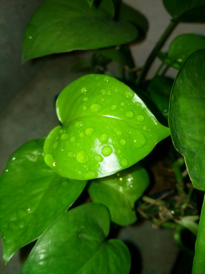 green