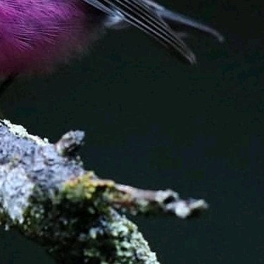 4x puzzle Pink Robin