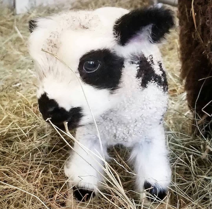 cute