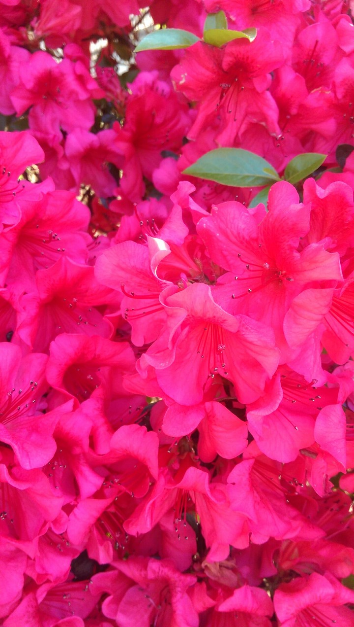 Pink Flowers