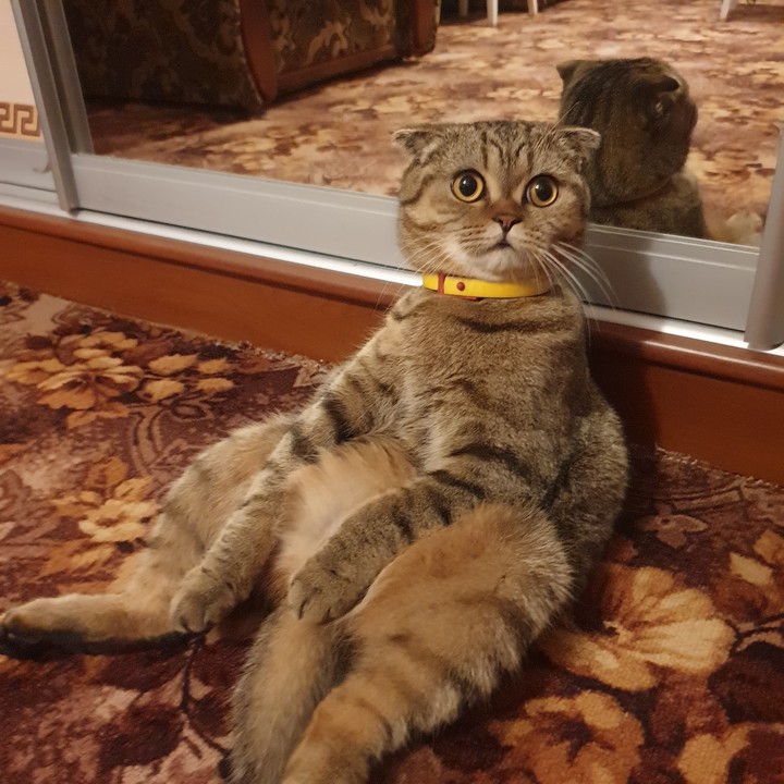 супер мася