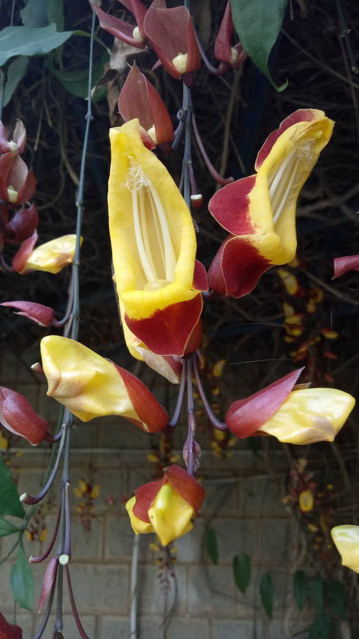 Flower is the Positive essence of life.
